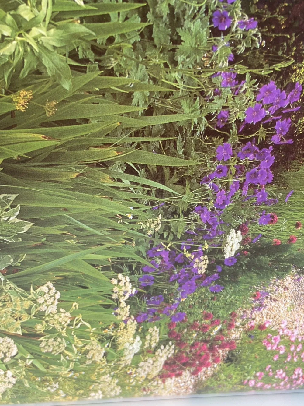 Gardening coffee table book floral garden plant plants flower flowers botanical